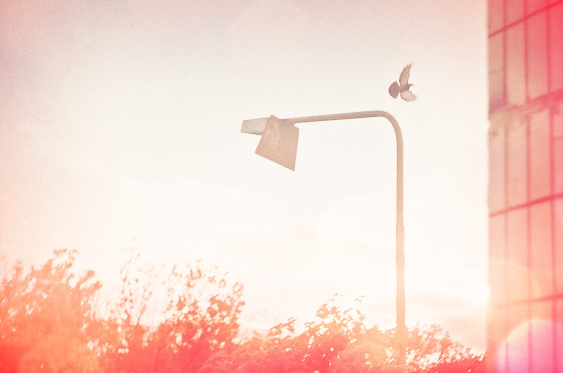 делая курсовую по информационной безопасности, досидел до рассвета. дооолго пришлось подсиживать голубя, высонувшись в окно